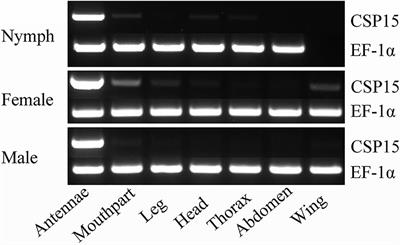 Expression Profiles and Functional Characterization of Chemosensory Protein 15 (HhalCSP15) in the Brown Marmorated Stink Bug Halyomorpha halys